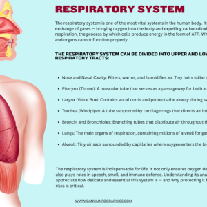 Home- Infographics 14 Anatomical Infographics, Anatomical Infographic,