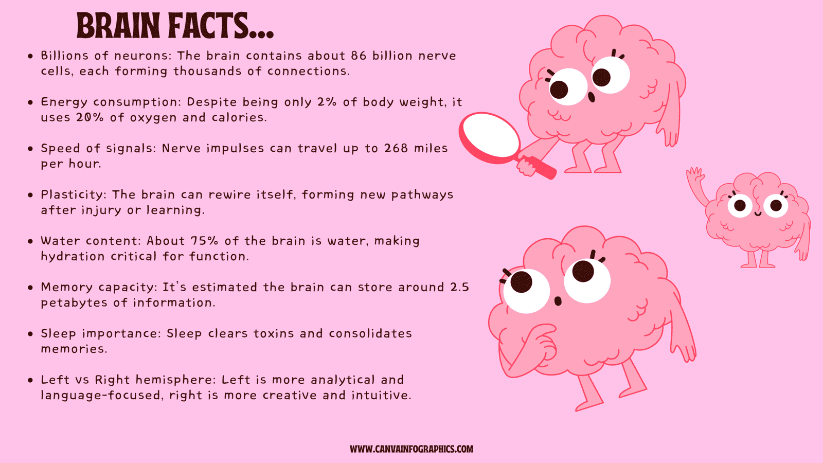 Anatomical Infographics, Anatomical Infographic