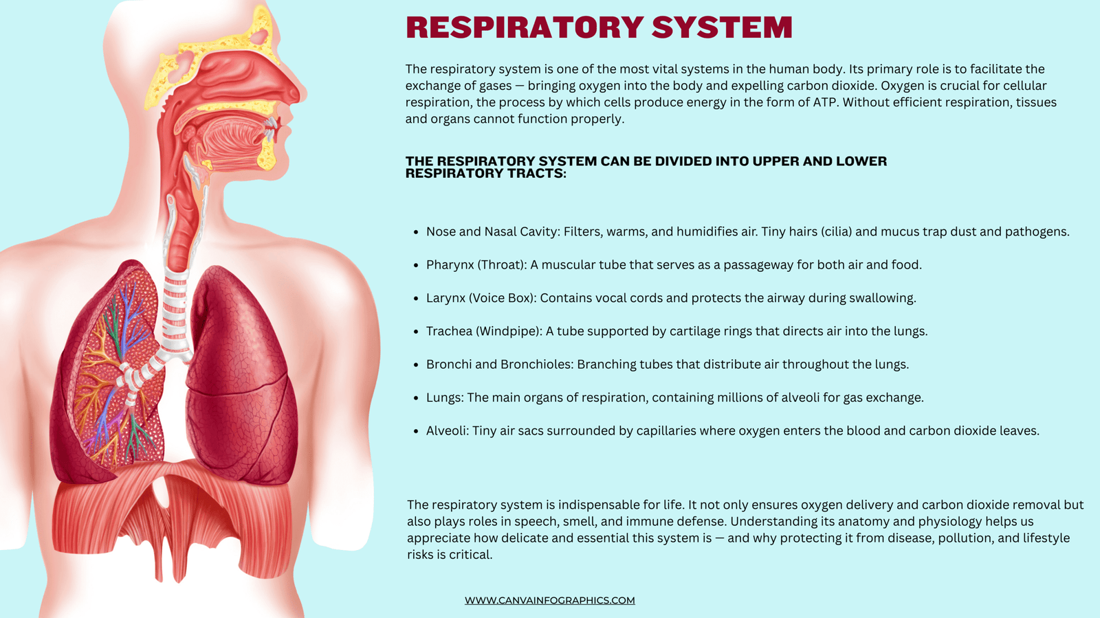 Anatomical Infographics, Anatomical Infographic,